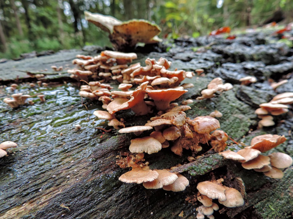 Fopelfenbankje [11587] 19-okt-2014 (Bentheimerwald, Bad Bentheim).jpg - Fopelfenbankje [Lenzites betulinus]